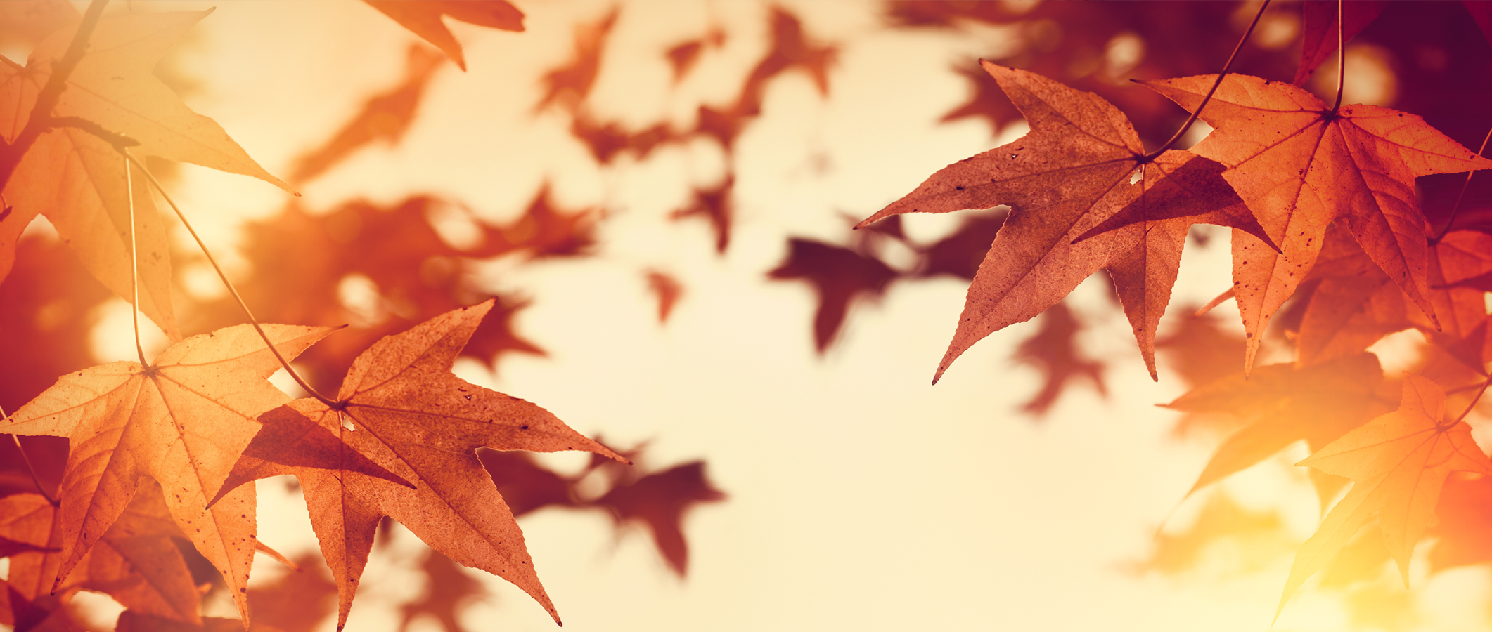Photographie de feuilles d'automne traversées par des jets de lumière