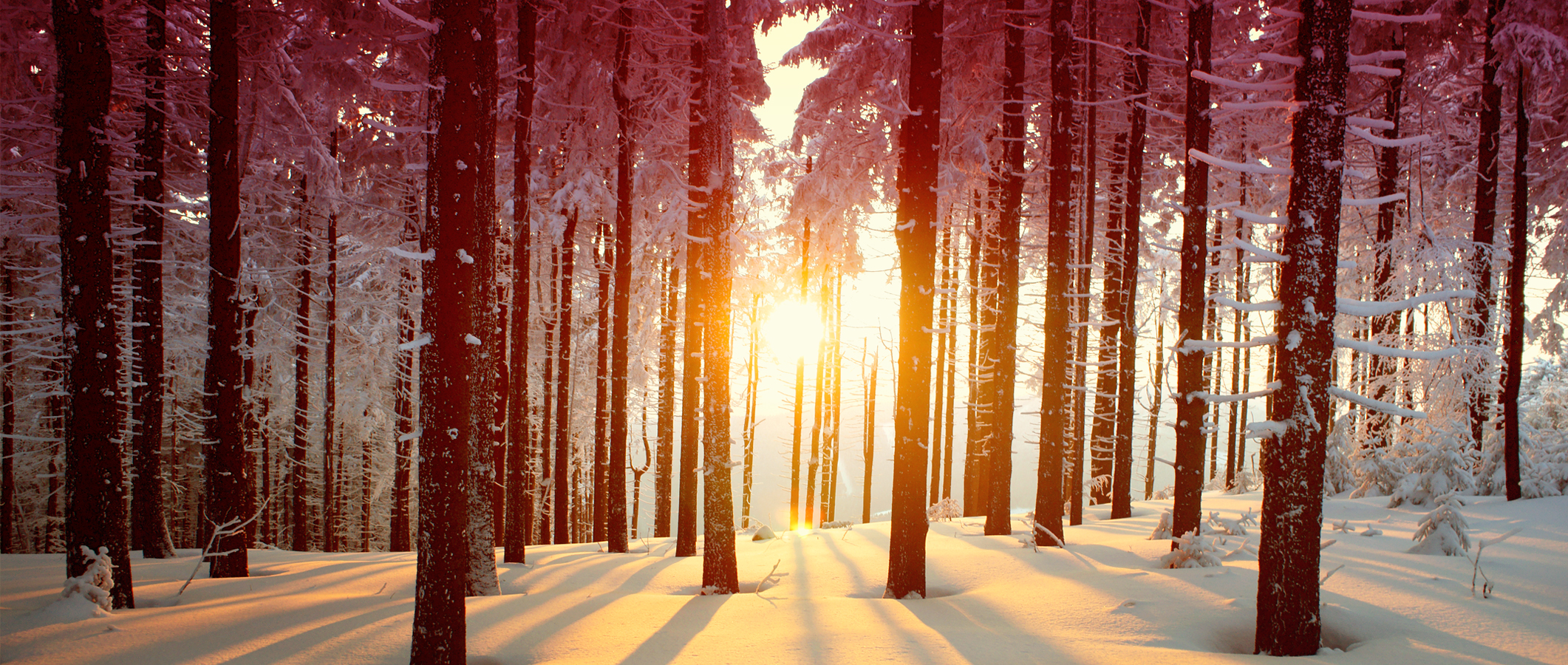 Photographie d'un boisé en hiver et où pénètrent des percées de soleil